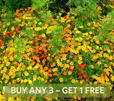 SIGNET MARIGOLD STARFIRE MIX -
