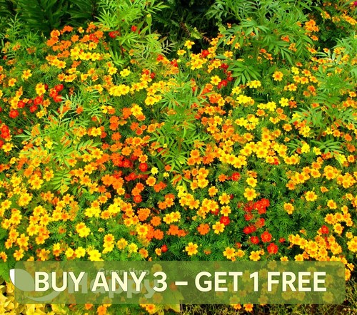 Signet marigold starfire mix - signet,