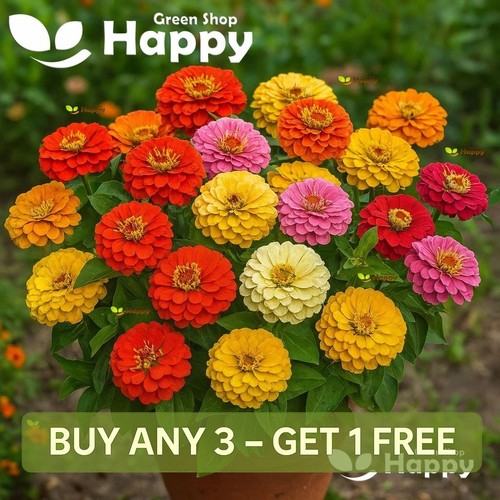 Zinnia pepito dwarf - zinnia, mix