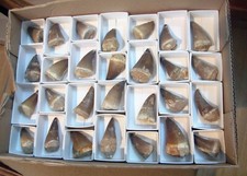 MOSASAUR TOOTH Prognathodon