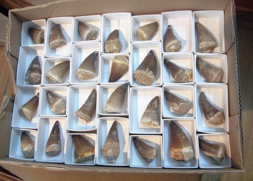 Mosasaur tooth prognathodon - tooth,