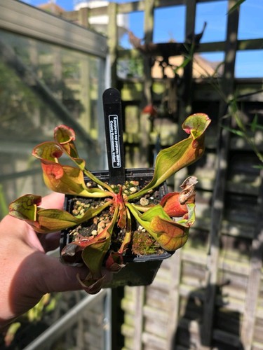 Sarracenia purpurea ssp - sarracenia,