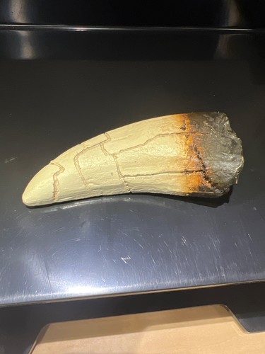 Tyrannosaurus tooth replica - tyrannosaurus,