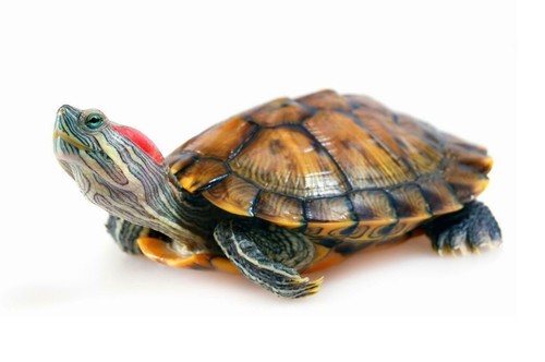 Red eared slider turtle - red,