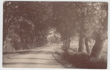 RP P/C  THE LANE, FRISKNEY, BOSTON, LINCOLNSHIRE, c1910   ELM TREES