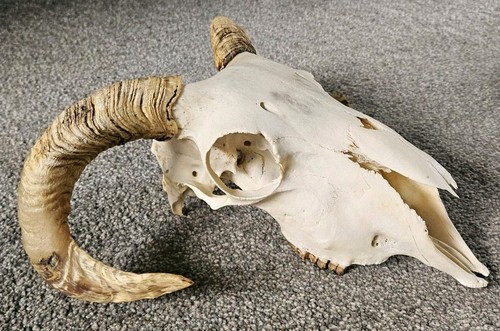 Amazing sheep skull taxidermy - amazing,