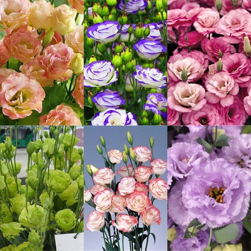 300pcs mixed eustoma - 300pcs,