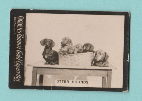 Dogs ogdens guinea gold - -,