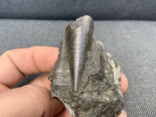 Fossil belemnite phragmacone - belemnite,