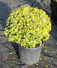 Euonymus japonicus 'Bravo' topiary ball 50-60cm diameter