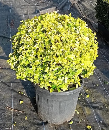 Euonymus japonicus bravo - japonicus, 'bravo'