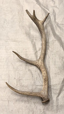 real stag antler crafts
