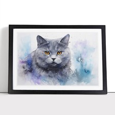 British shorthair cat - british,