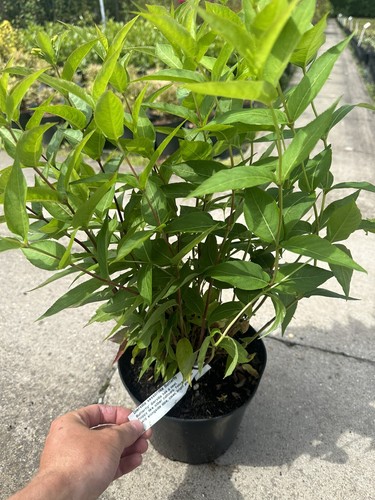 Diervilla sessilifolia - diervilla,