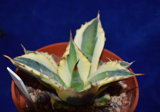 RARE Variegated Agave Titanota 'SNAGGLE TOOTH' cactus & succulent