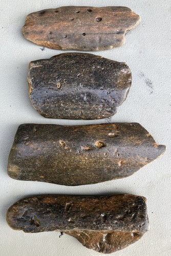 Fossilised whale bones - fossilised,