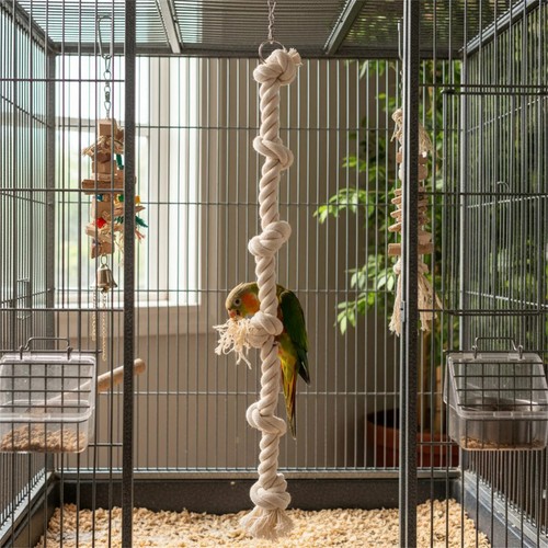 Parrot climbing cotton rope - parrot,