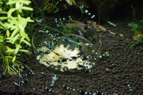 Shrimp nip shrimpnip - shrimp,