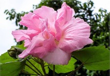 Confederate rose - Cotton rose