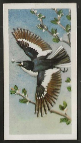 Brooke bond bird - brooke,