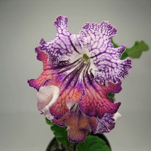 Streptocarpus mavka plug - streptocarpus, ua-mavka-plug