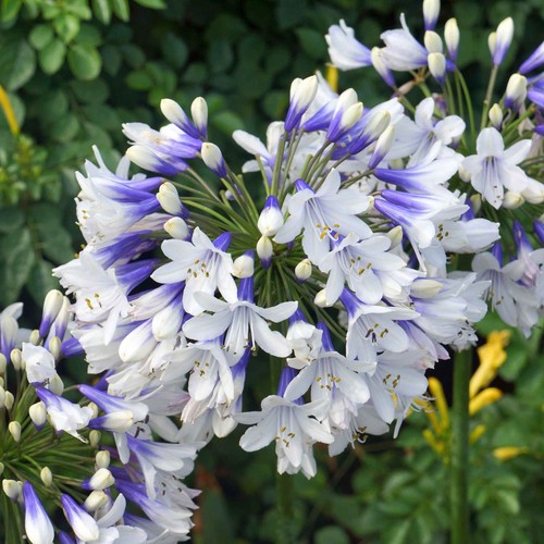 Agapanthus twister plant - twister,