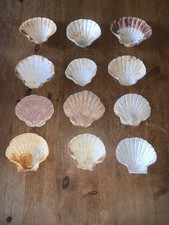 12 Scallop Shells 8.5-11cm (Ref No214)