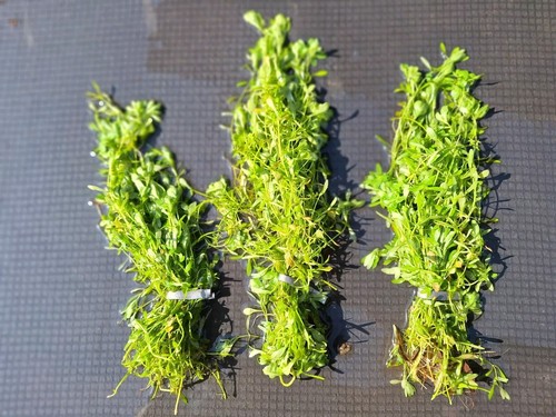Weighted bunches of - bunches,