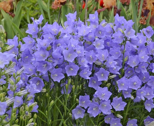 Campanula persicifolia takion - campanula,