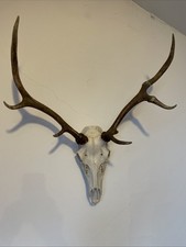Red Stag Head & Antlers 6