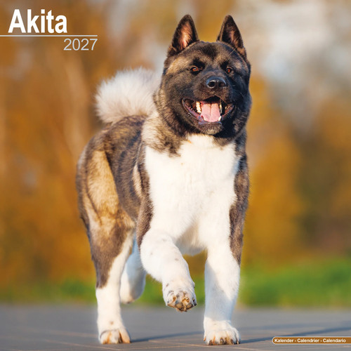 Akita 2027 calendar dog - akita,