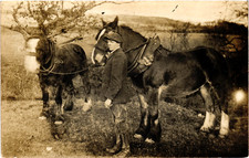 Shire Horses  With Groom Real