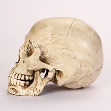 Lifesize realistic human skull - lifesize,