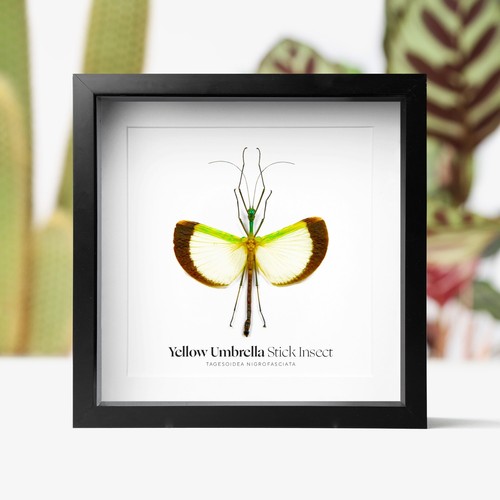 Yellow umbrella stick - yellow, insect