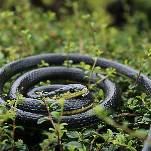 Realistic fake rubber snake - rubber,