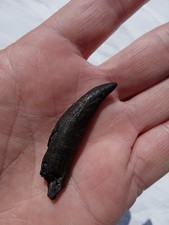 Megalodon Era Fossil Whale