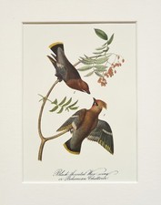 Bohemian Waxwing - Audubon