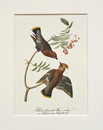 Bohemian waxwing audubon - bohemian,