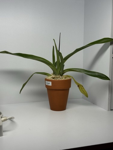Paphiopedilum orchid indoor - orchid,