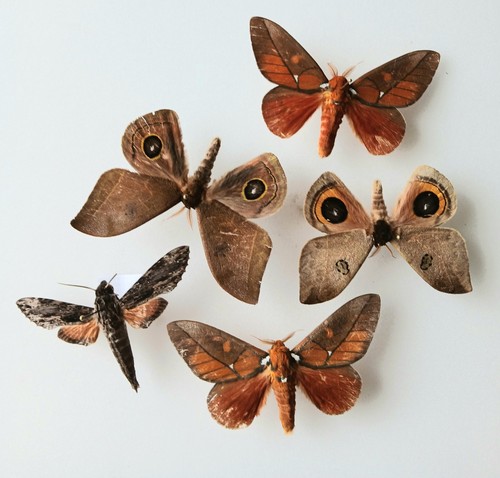 Moth collection set - ,