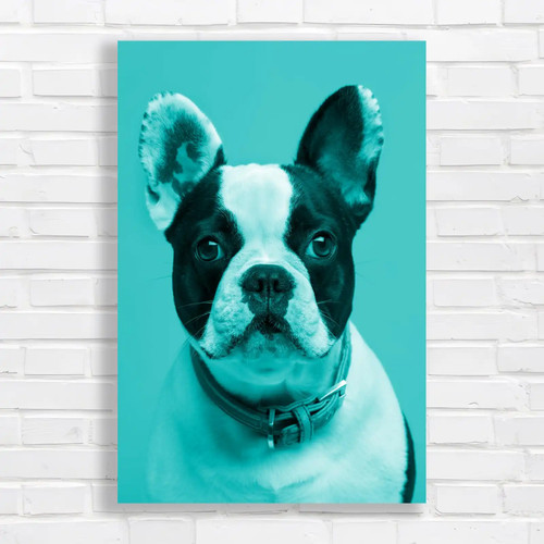 Adorable french bulldog teal - adorable,