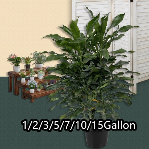10 15 gallon plastic - 1/2/3/5/7/10/15,