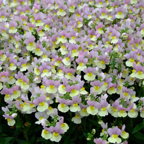 Nemesia easter bonnet scented - nemesia,