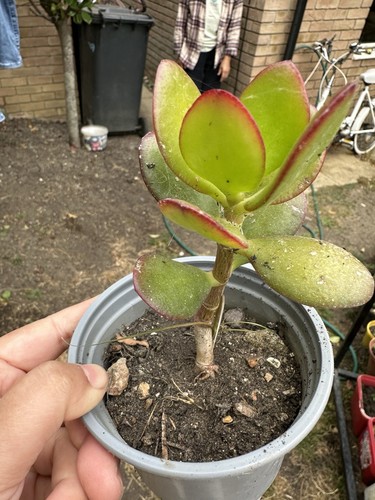 Jade plant - jade,