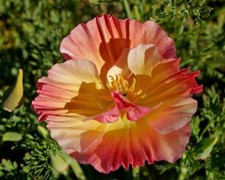 Californian Poppy, Apricot Chiffon Thai Silk New, 50 Seeds, Sow March-May & Sept