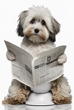 Havanese on Toilet metal sign, Havanese sign, Havanese Plaque