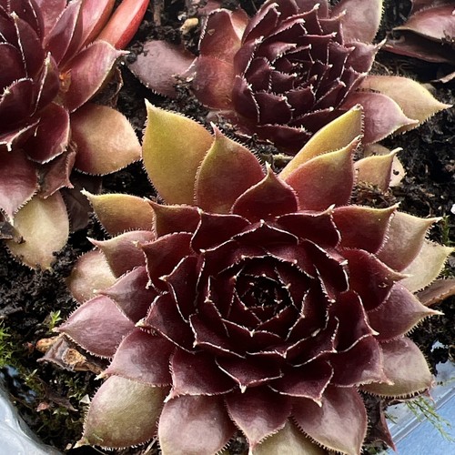 Sempervivum havendijker teufel - sempervivum,