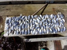 100 NW Highland North Sea Mussel Shells - Various Sizes - Craft/Decor