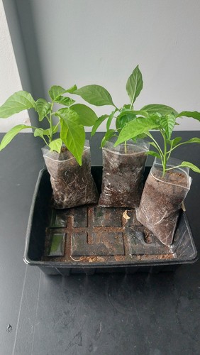 Yellow submarine chilli - submarine,