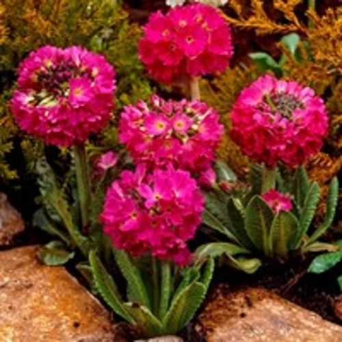 Primula denticulata red - 6,